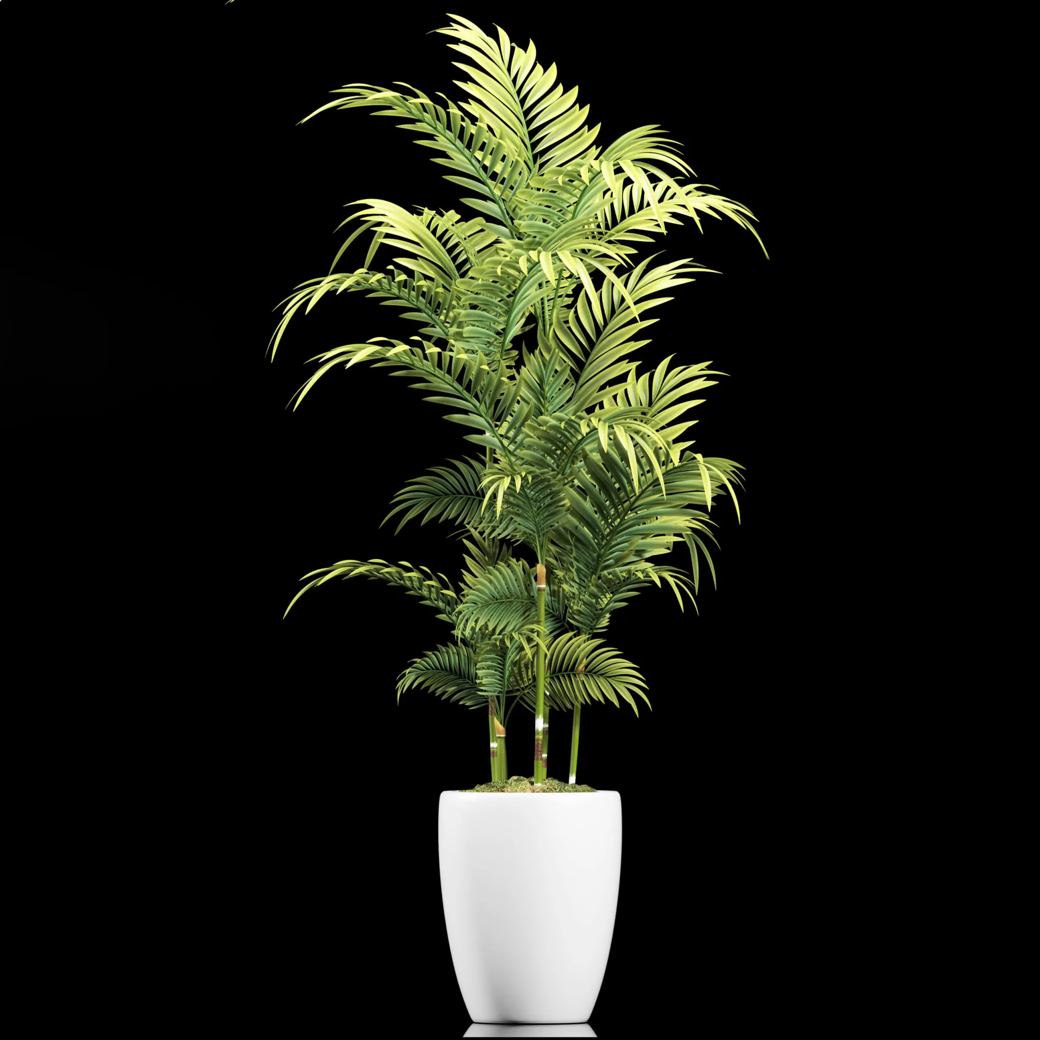 decoration - Plants 95 3D Model