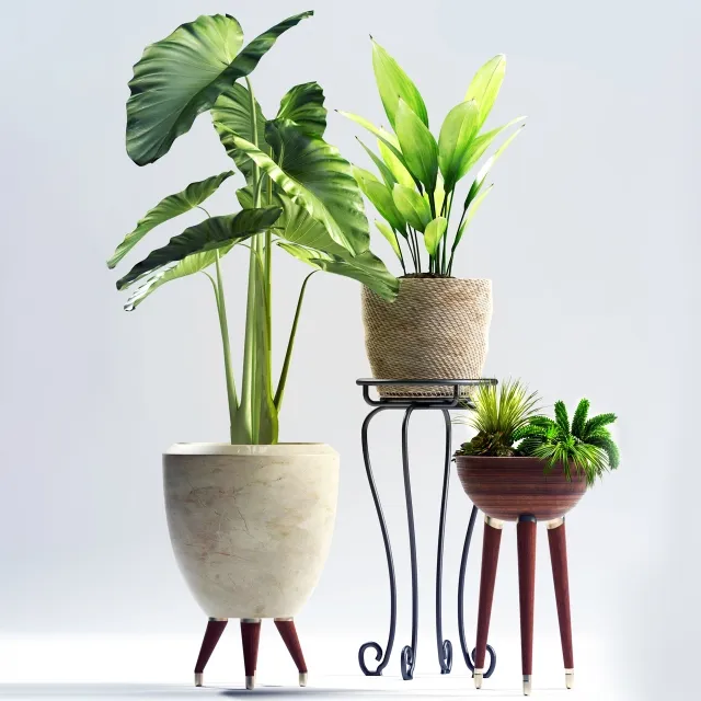 decoration - Plants 97 3D Model