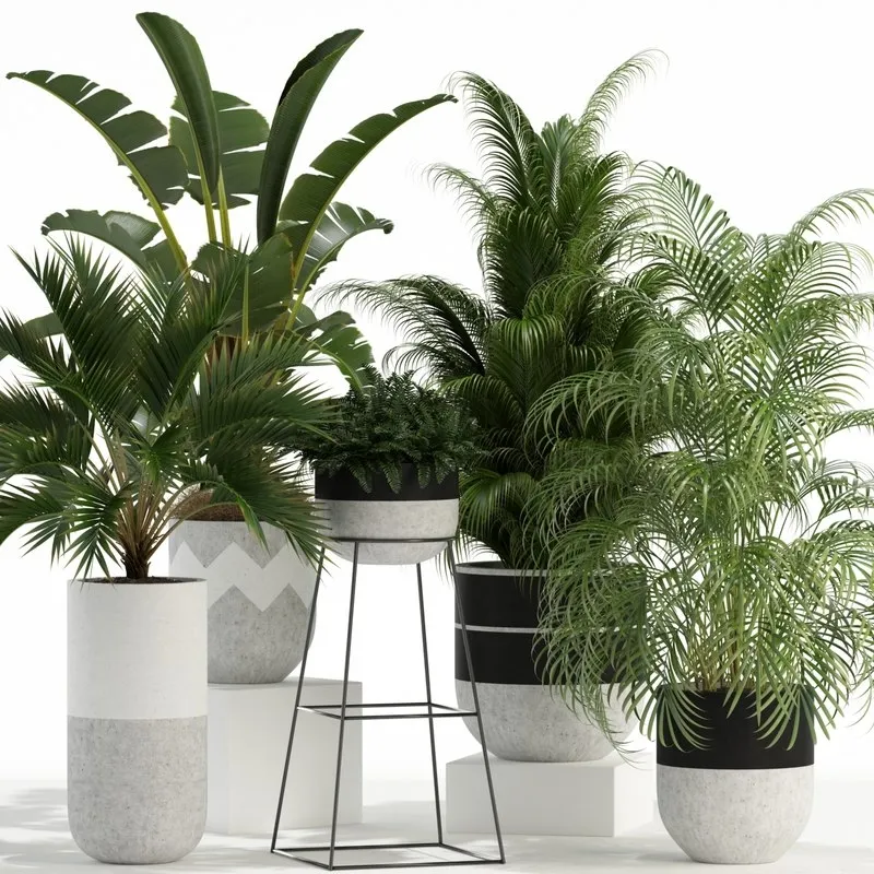 decoration - Plants collection 110 3D Model