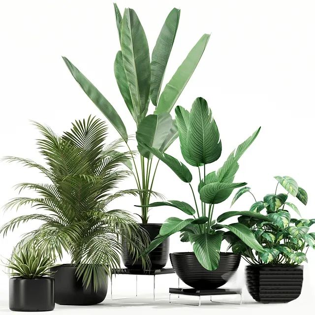 decoration - Plants collection 119 3D Model