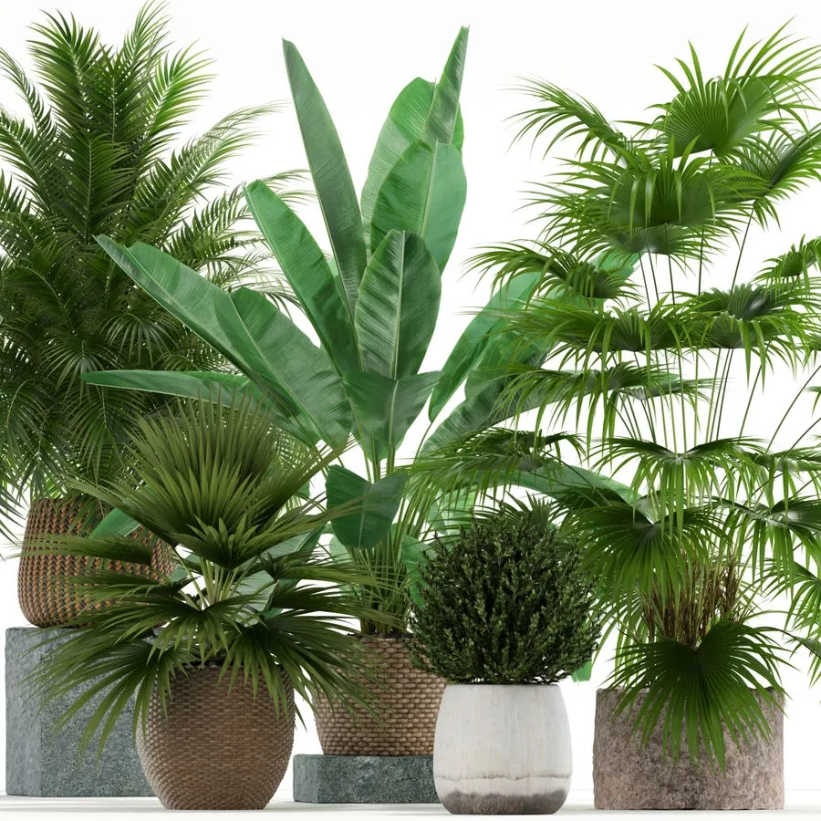 decoration - Plants collection 125 3D Model