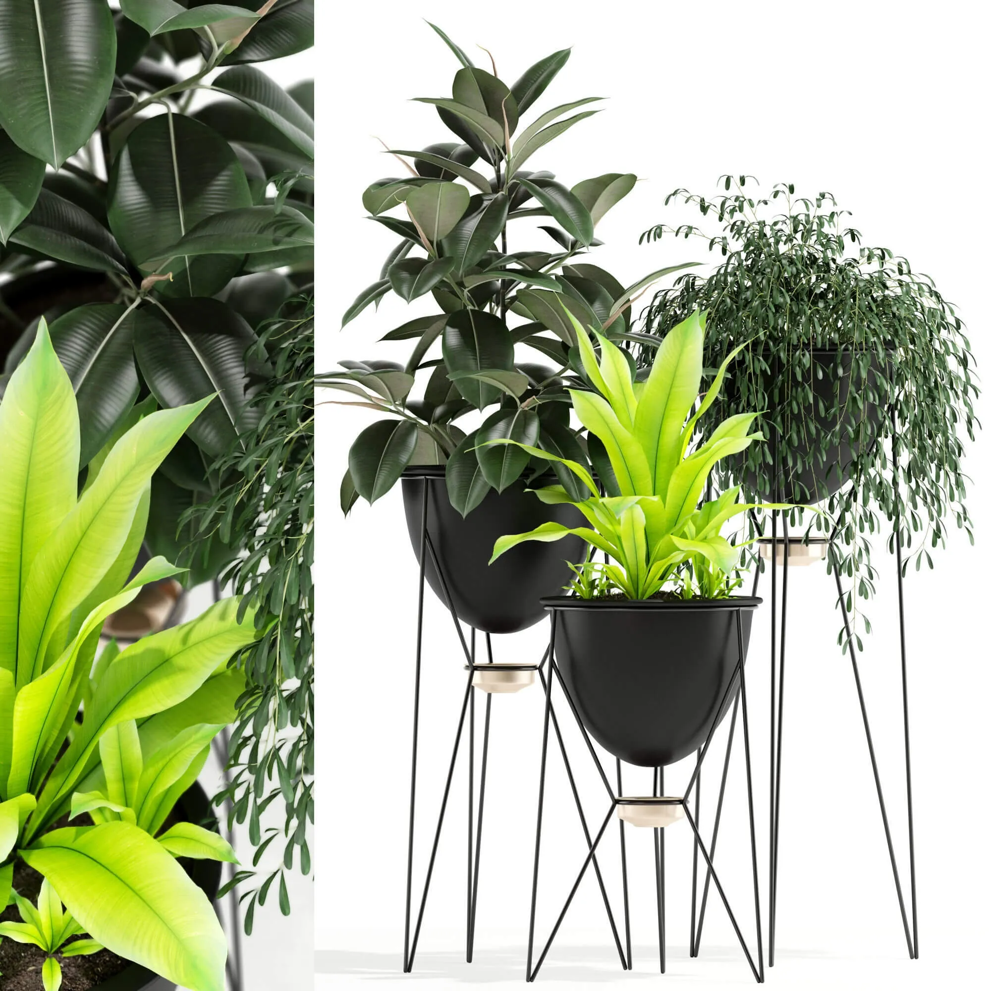 decoration - Plants collection 141 3D Model