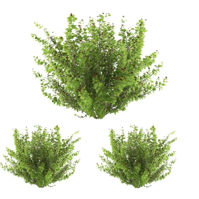 decoration - Plants collection 179 3D Model