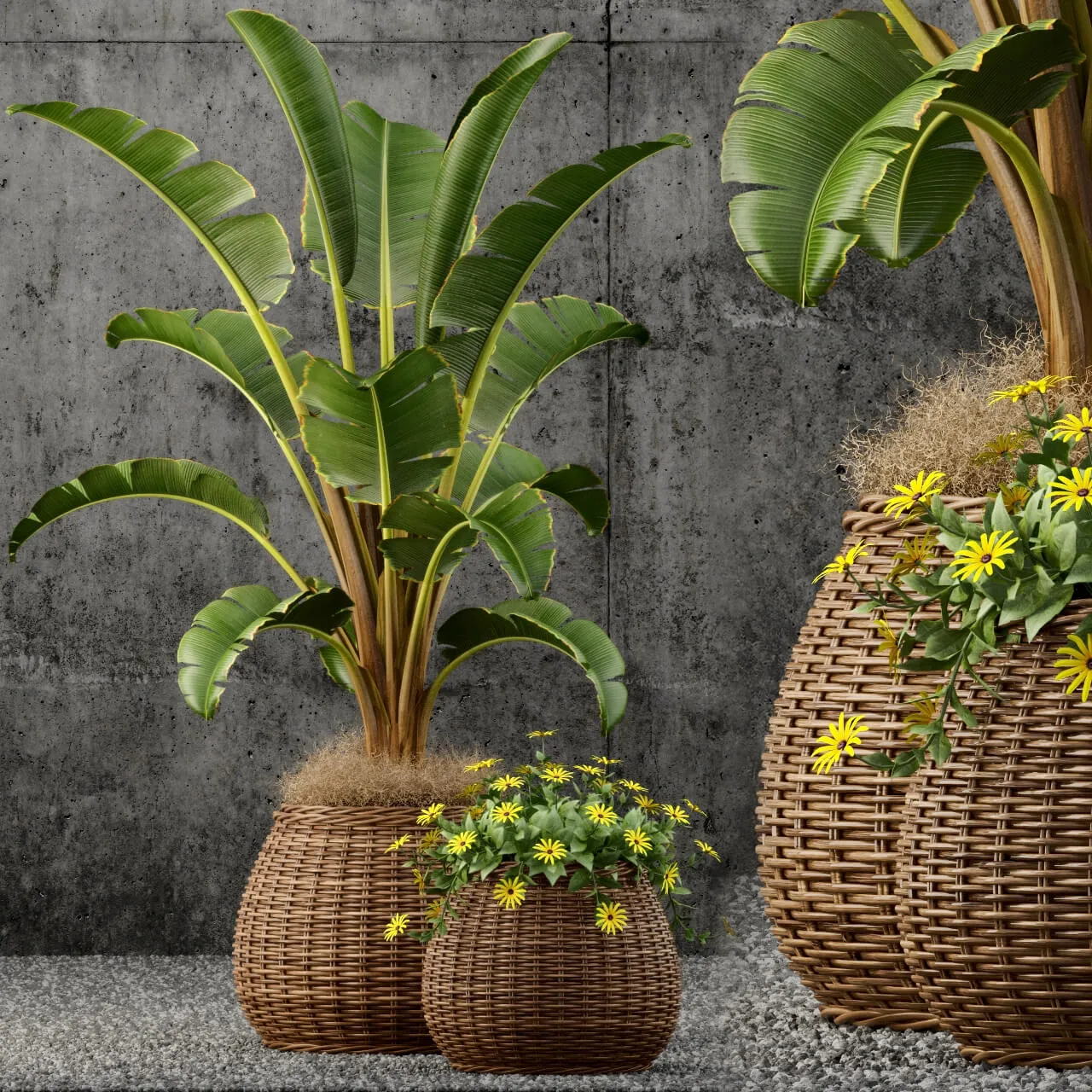 decoration - Plants collection 55 3D Model