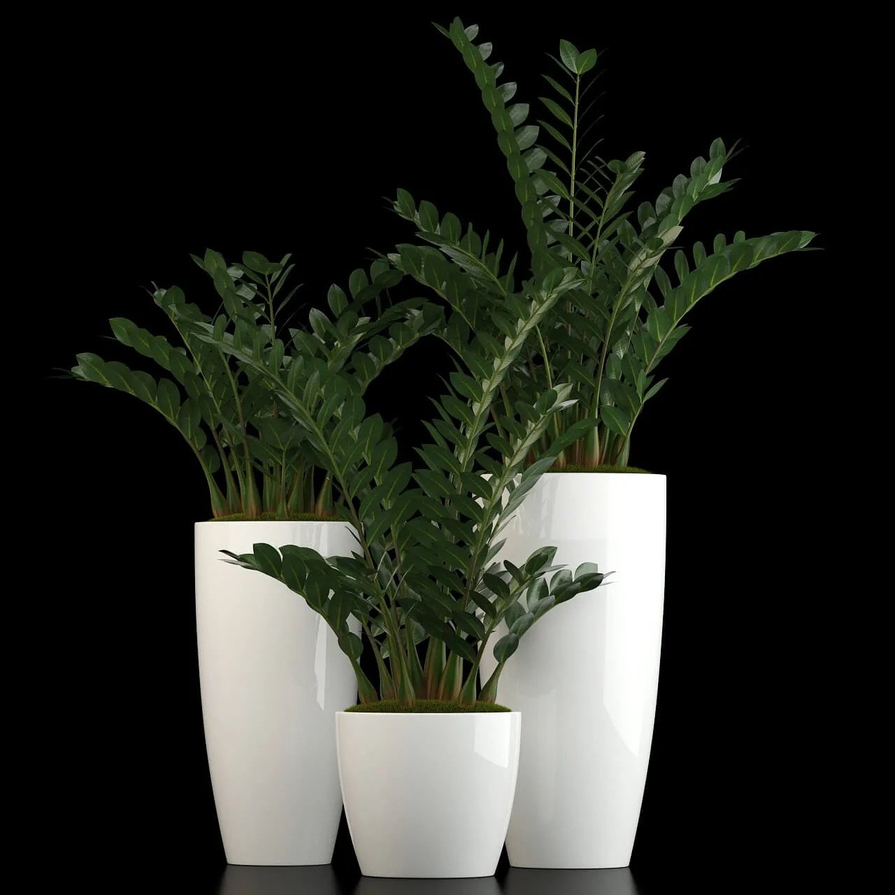 decoration - Plants collection 56 3D Model