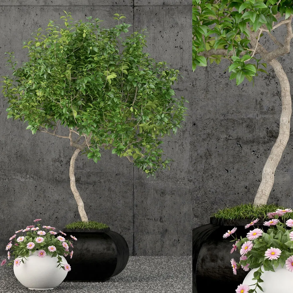 decoration - Plants collection 61 3D Model