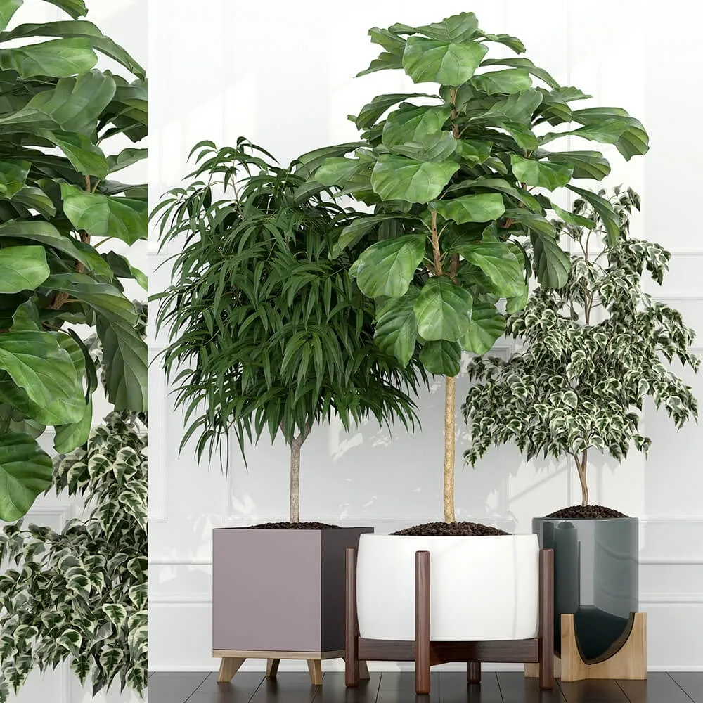 decoration - Plants collection 67 3D Model