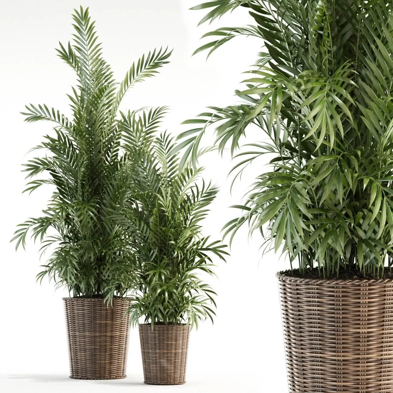 decoration - Plants collection 93 3D Model