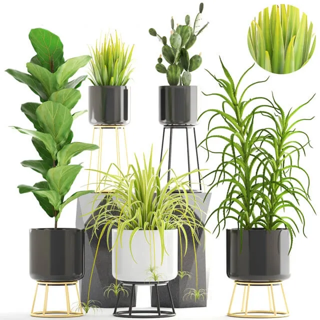 decoration - Plants in a pot  05 3D Model