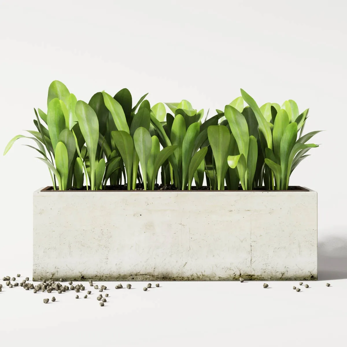 decoration - Plants in pot 557 3D Model