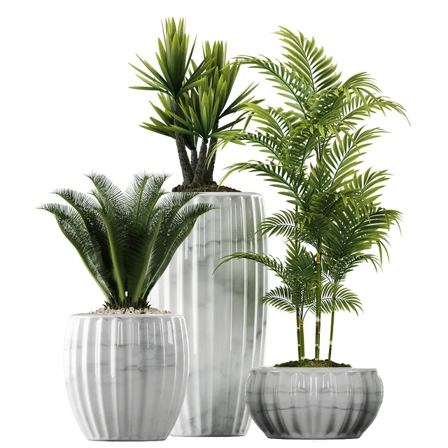 decoration - Plants in Pots 140 3D Model