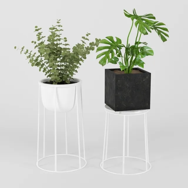 decoration - Plants in Pots 202 3D Model