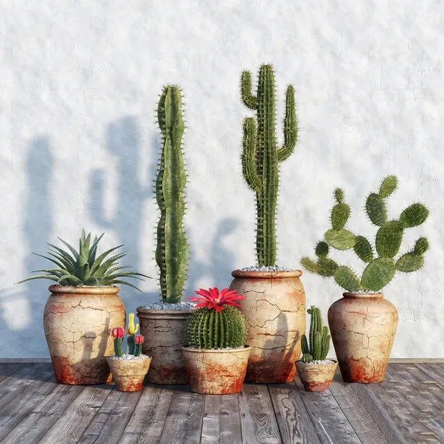 decoration - Plants in pots 554 3D Model