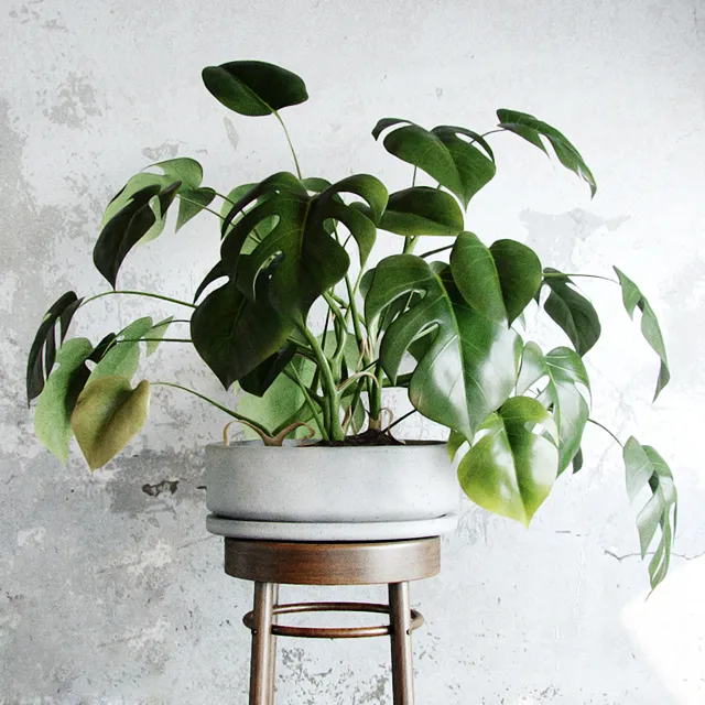 decoration - Plants Liana 01 3D Model