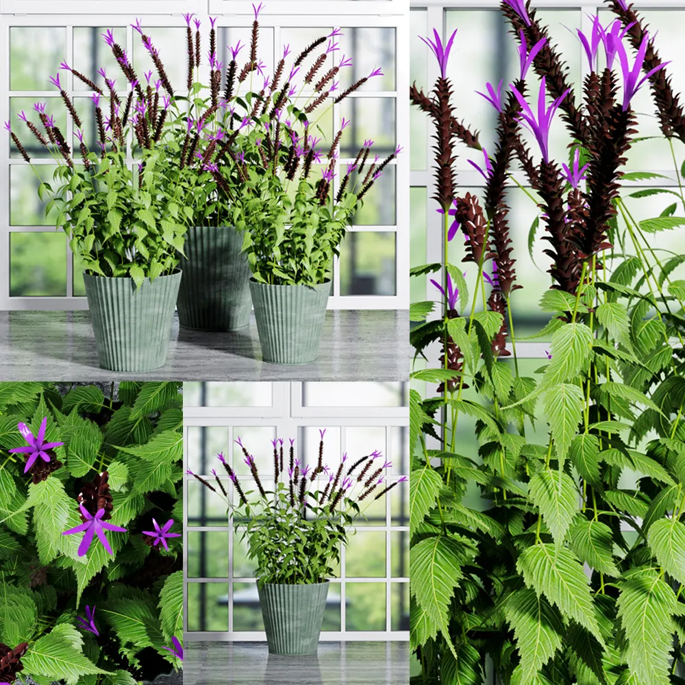 decoration - Plants set 014 3D Model