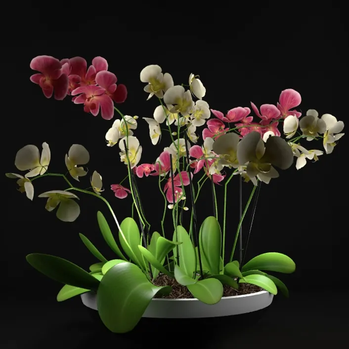 decoration - Plants set 07 3D Model