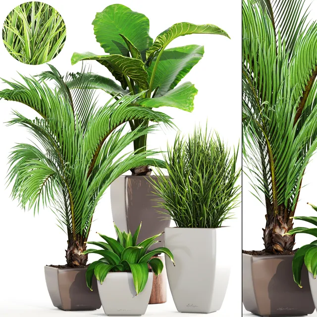 decoration - Plants set 133 3D Model