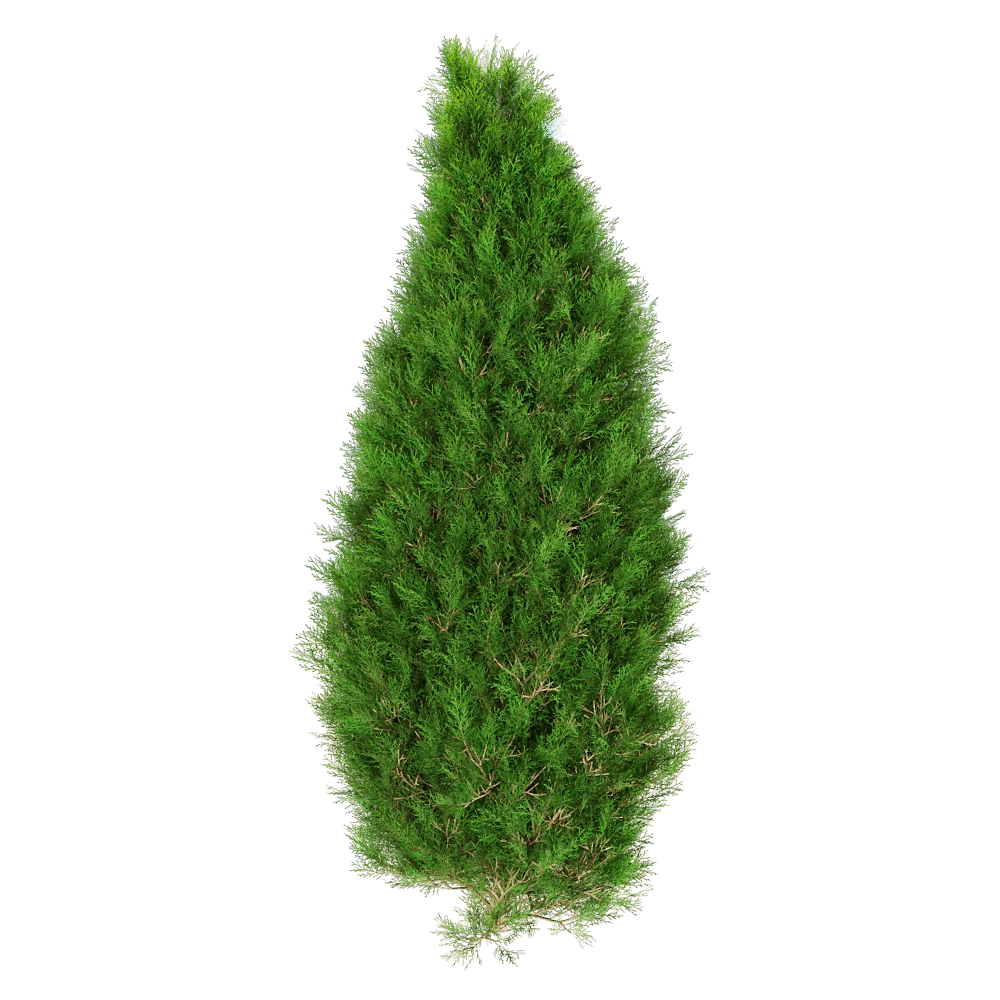 decoration - Platycladus Orientails 02 01 3D Model