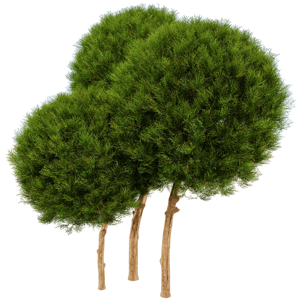 decoration - Platycladus Orientails 02 02 3D Model