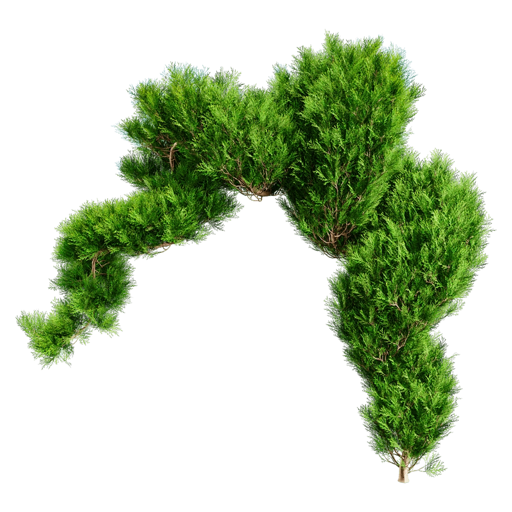 decoration - Platycladus Orientails 02 03 3D Model
