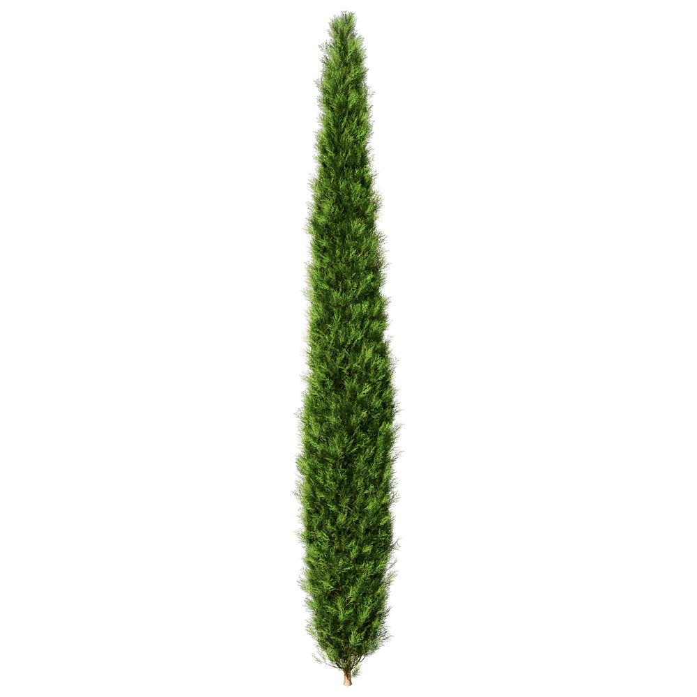 decoration - Platycladus Orientails 02 04 3D Model