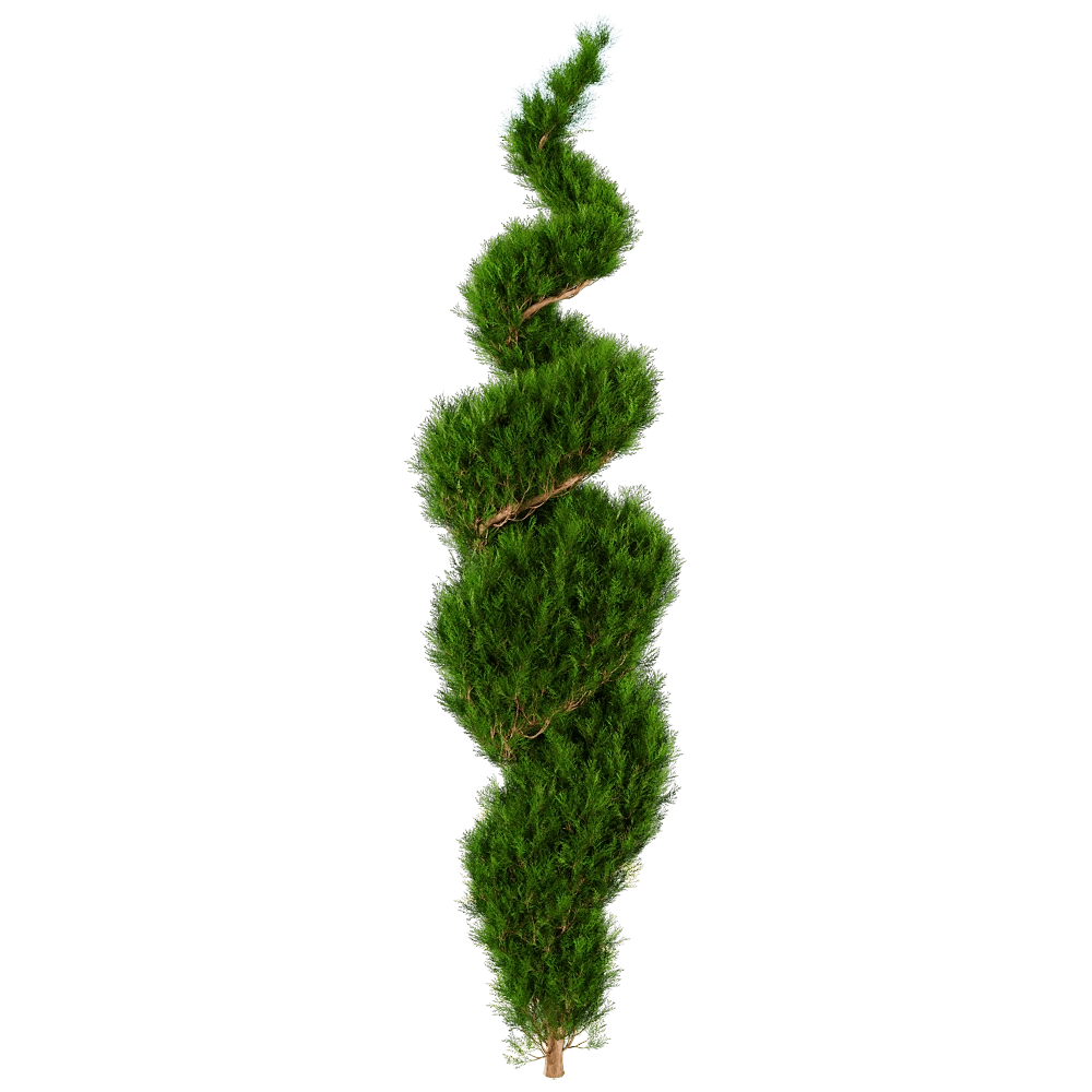 decoration - Platycladus Orientails 02 05 3D Model