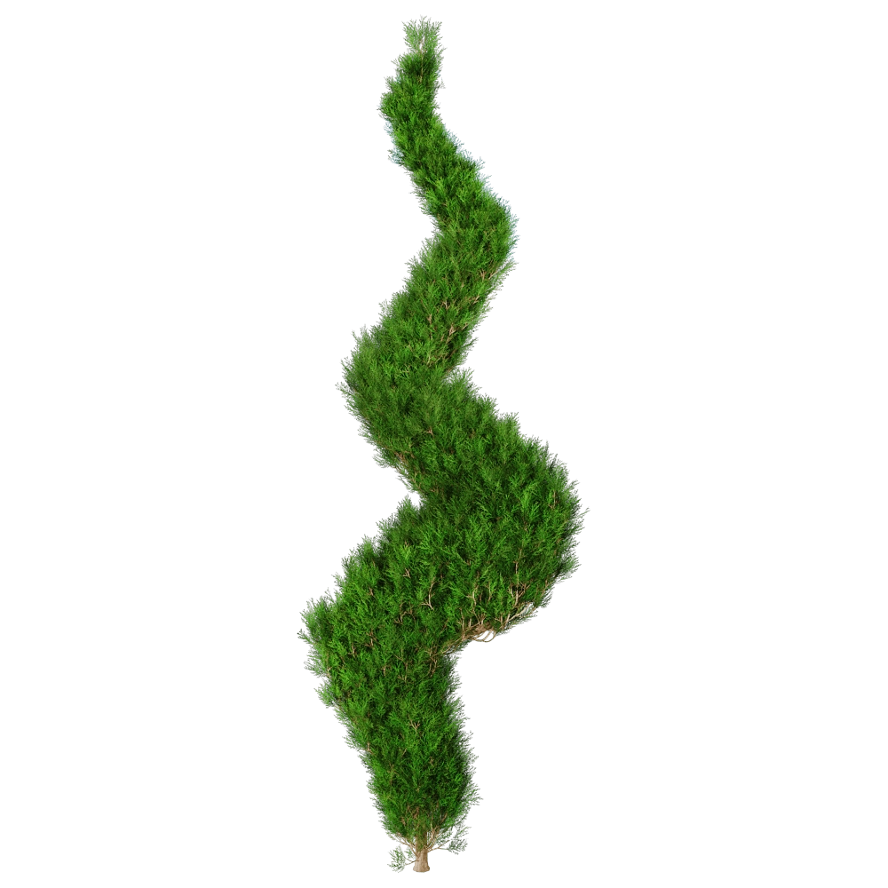 decoration - Platycladus Orientails 02 06 3D Model