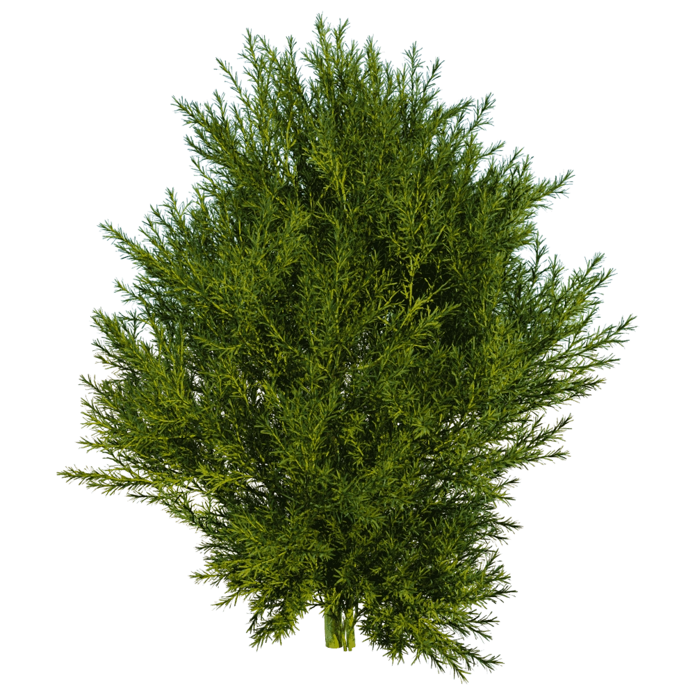 decoration - Platycladus Orientails 03 01 3D Model