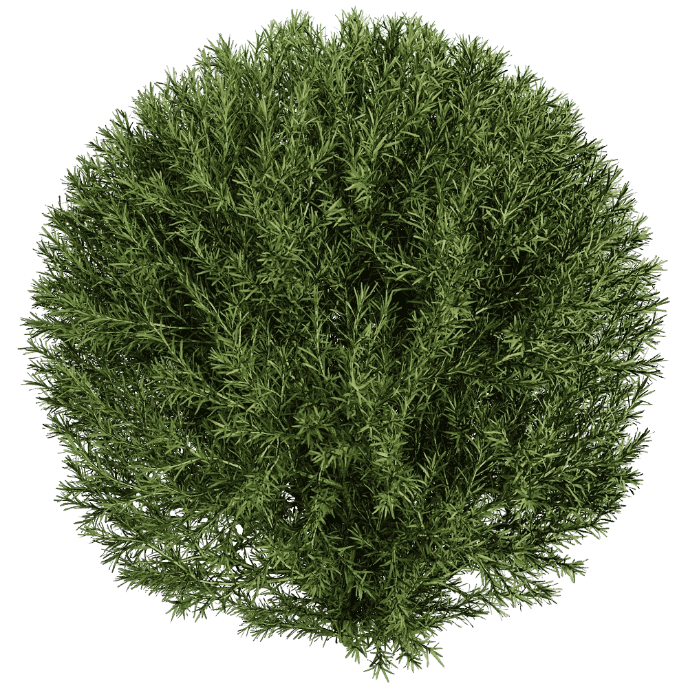 decoration - Platycladus Orientails 03 02 3D Model
