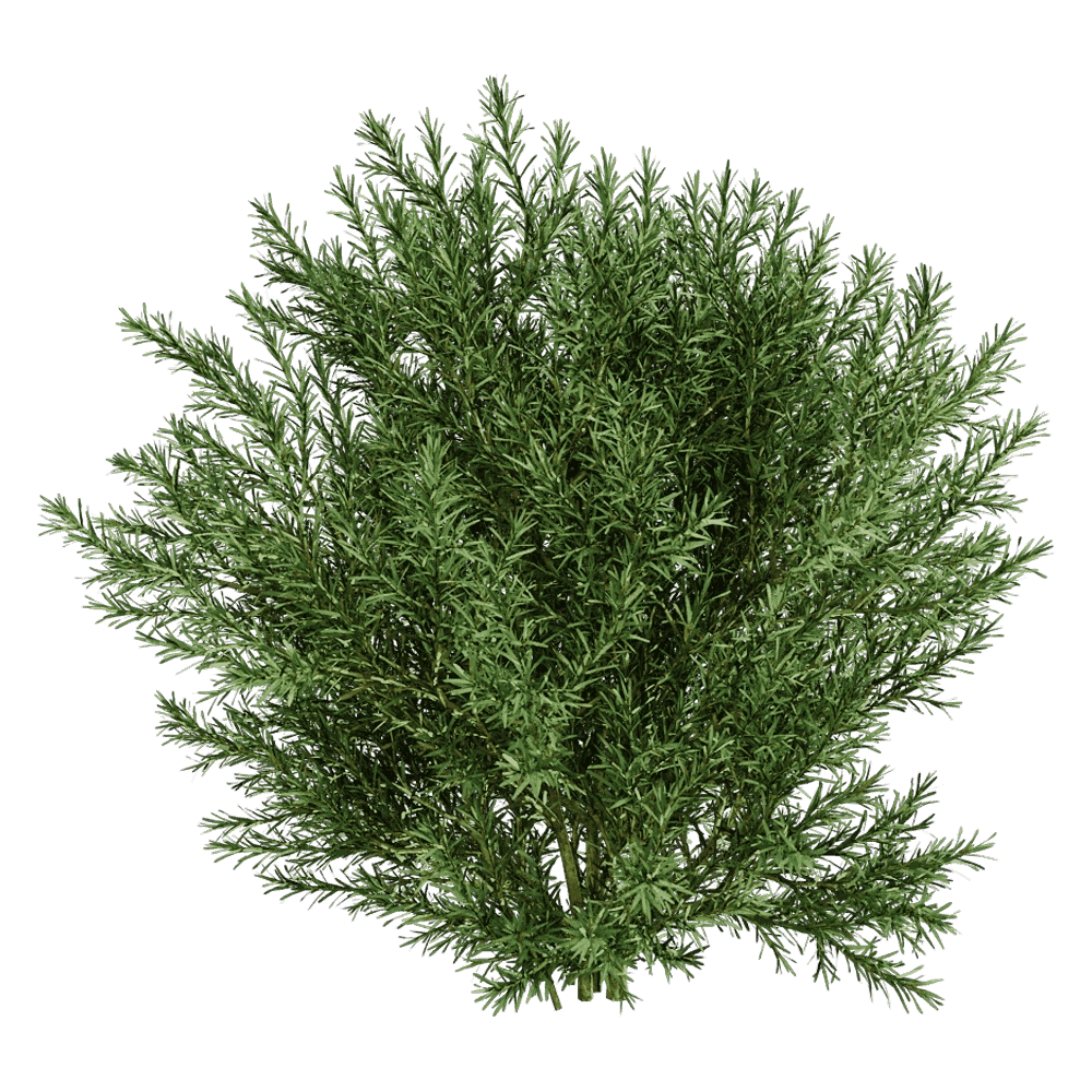 decoration - Platycladus Orientails 03 03 3D Model