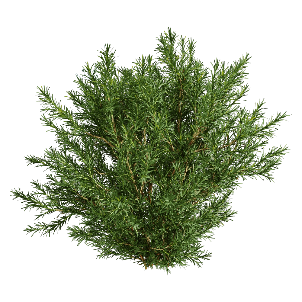 decoration - Platycladus Orientails 03 04 3D Model