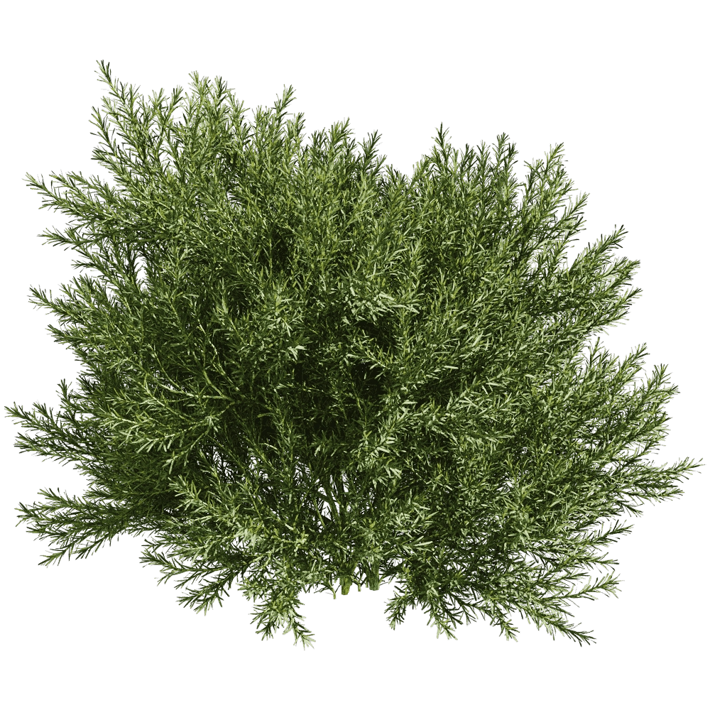 decoration - Platycladus Orientails 03 05 3D Model