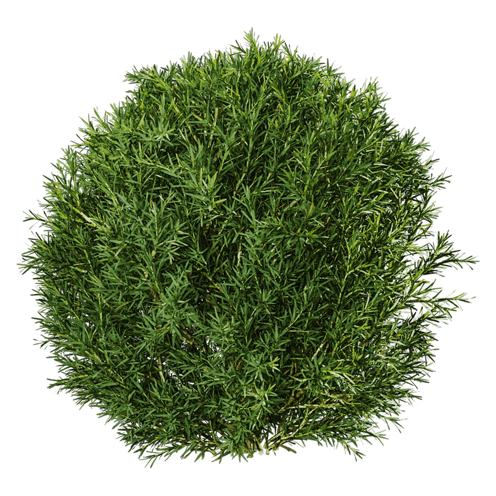 decoration - Platycladus Orientails 03 06 3D Model