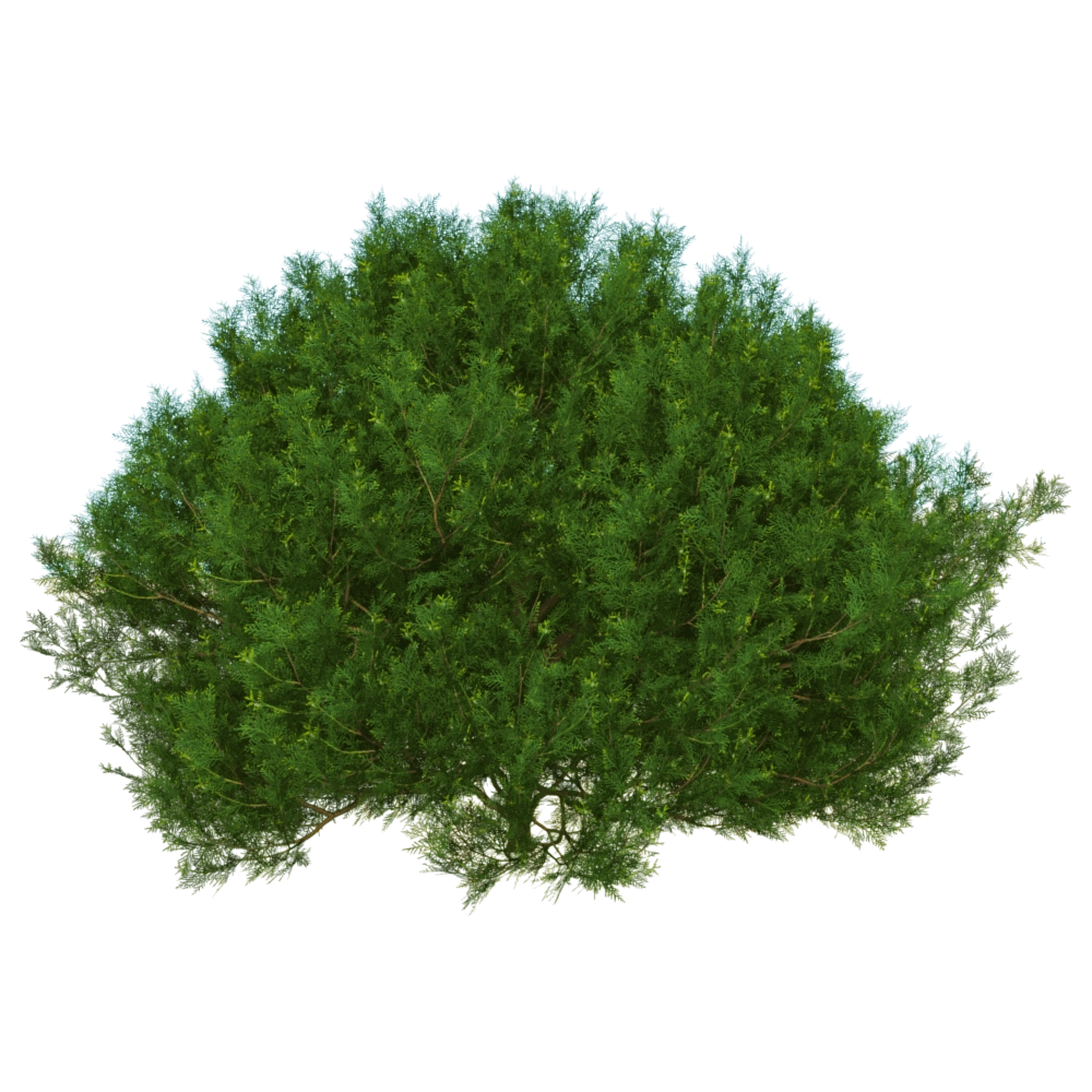 decoration - Platycladus Orientalis 01 01 3D Model