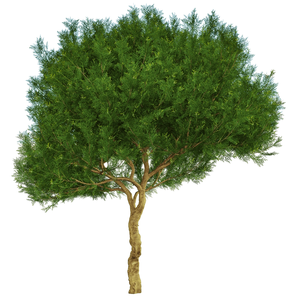decoration - Platycladus orientalis 01 02 3D Model