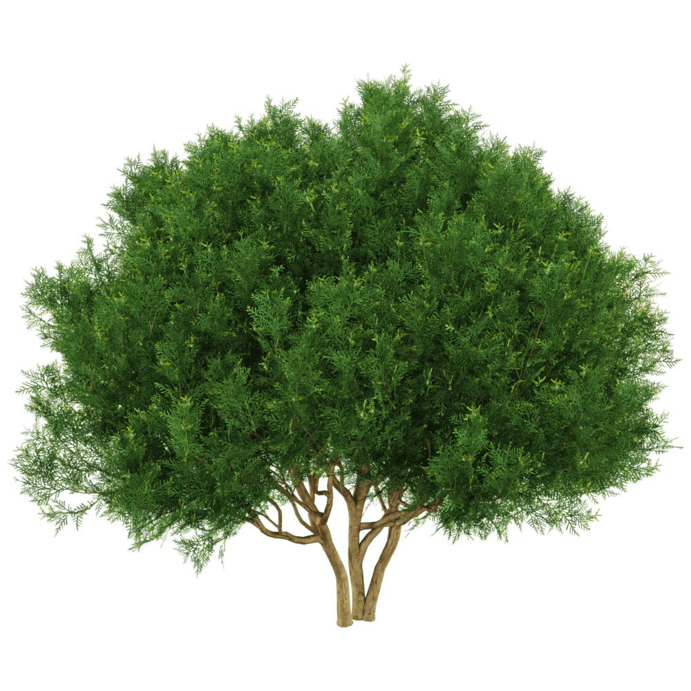decoration - Platycladus orientalis 01 03 3D Model