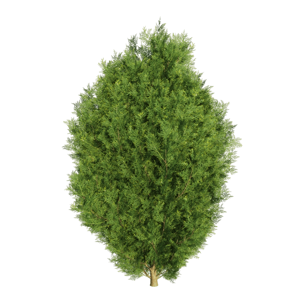 decoration - Platycladus orientalis 01 04 3D Model