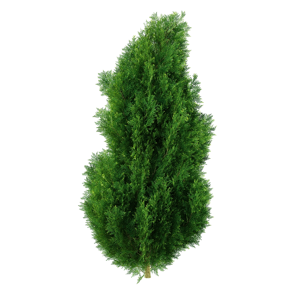 decoration - Platycladus orientalis 01 05 3D Model