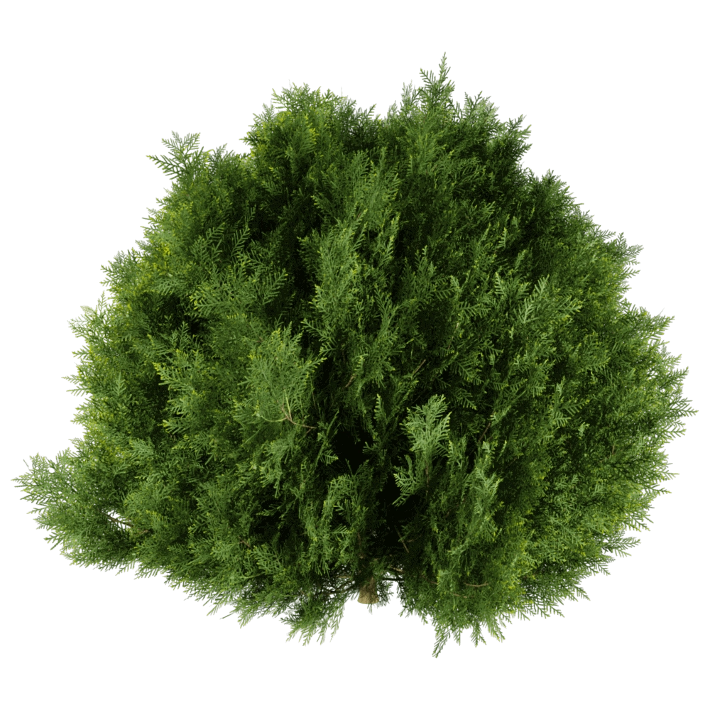decoration - Platycladus orientalis 01 06 3D Model