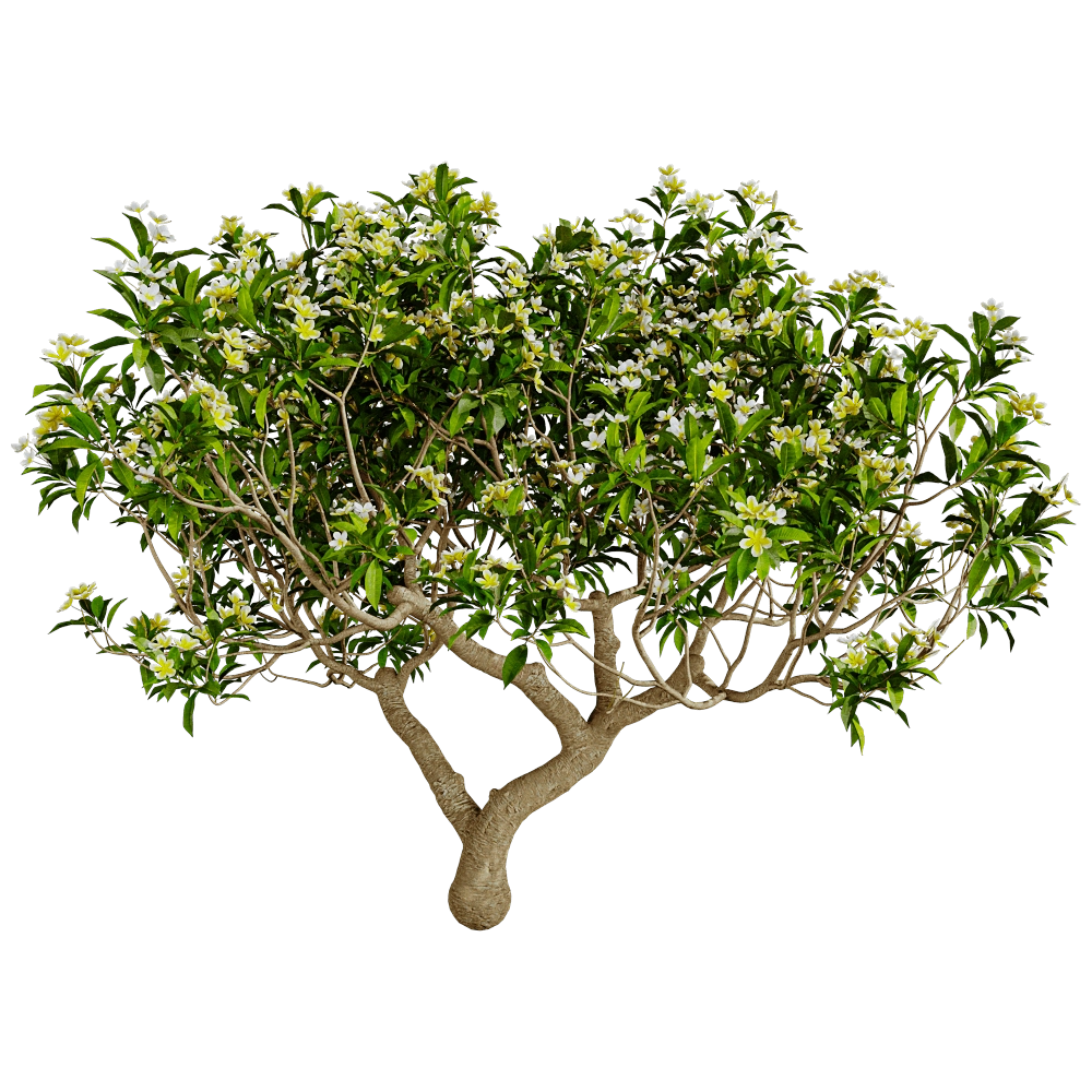 decoration - Plumeria 01 01 3D Model