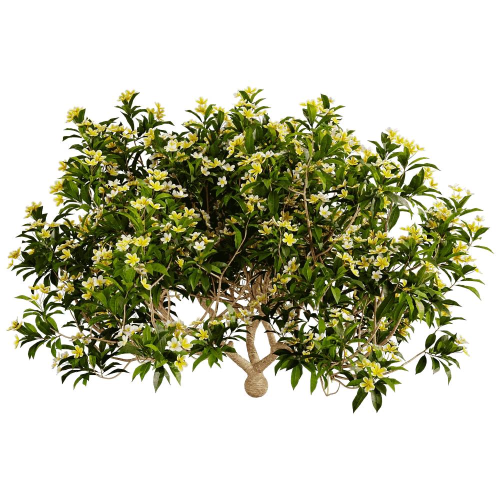 decoration - Plumeria 01 02 3D Model