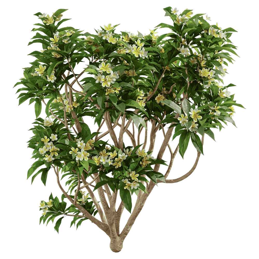 decoration - Plumeria 01 03 3D Model