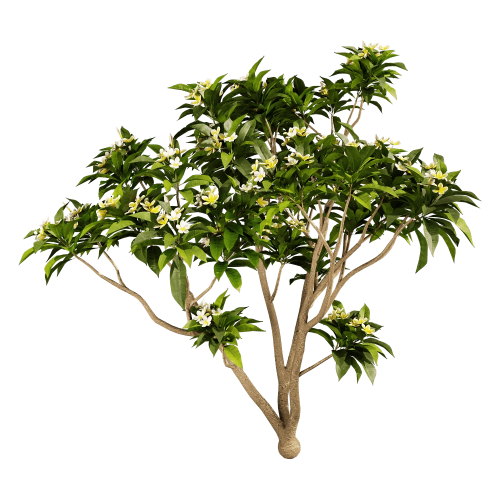 decoration - Plumeria 01 04 3D Model