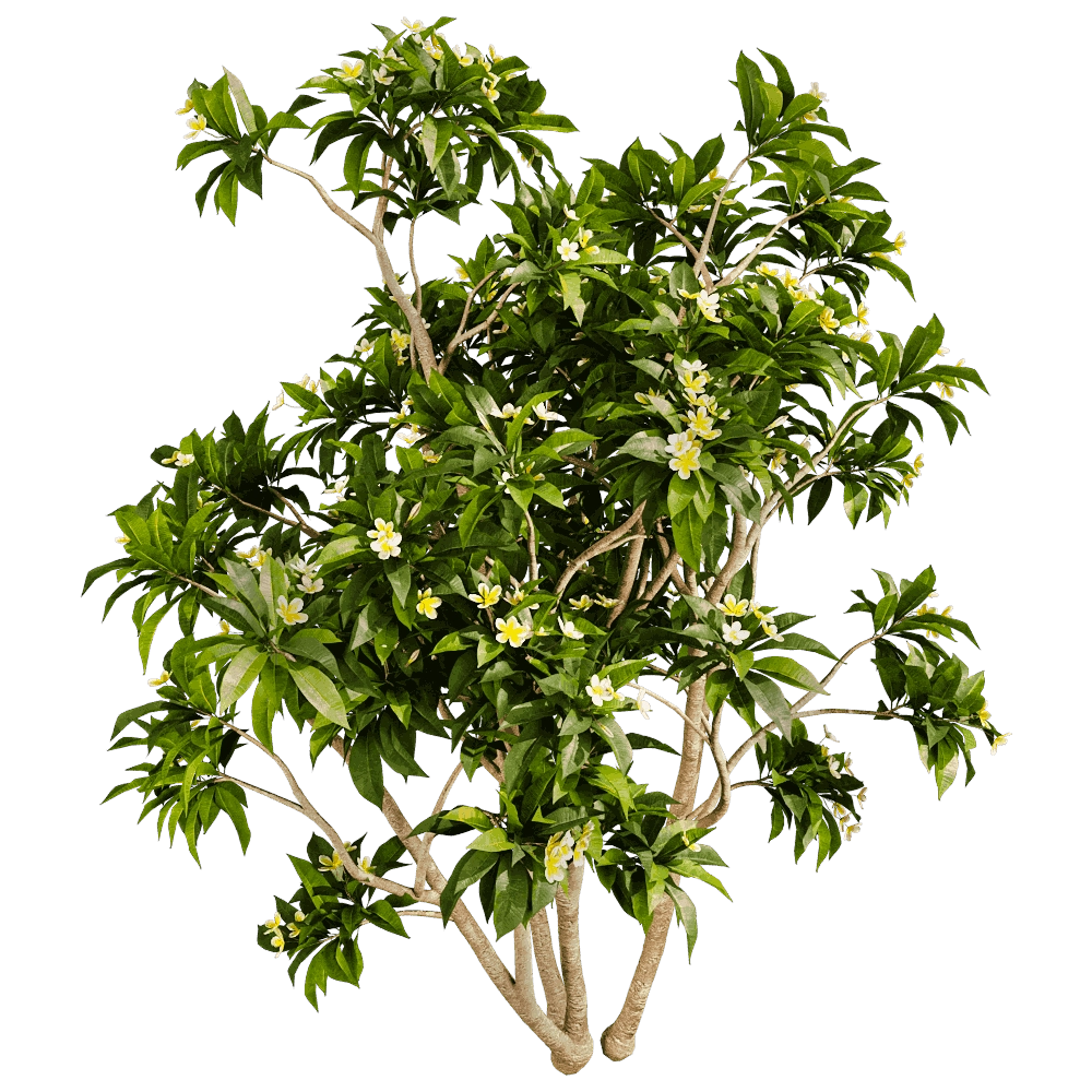 decoration - Plumeria 01 05 3D Model