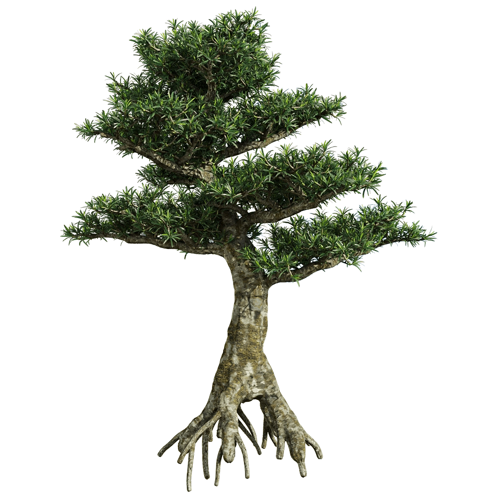 decoration - Podocarpus macrophyllus 1 3D Model