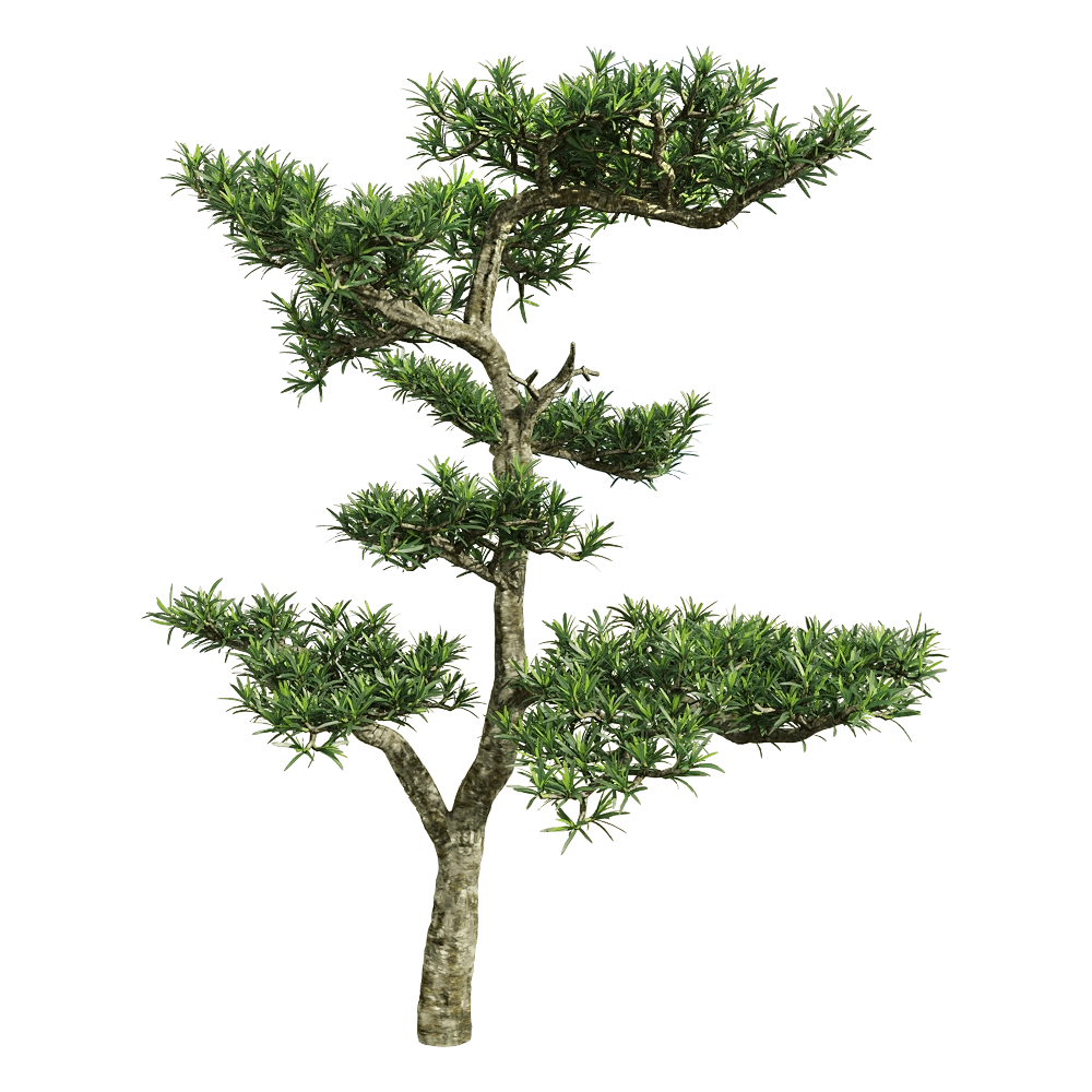decoration - Podocarpus macrophyllus 2 3D Model