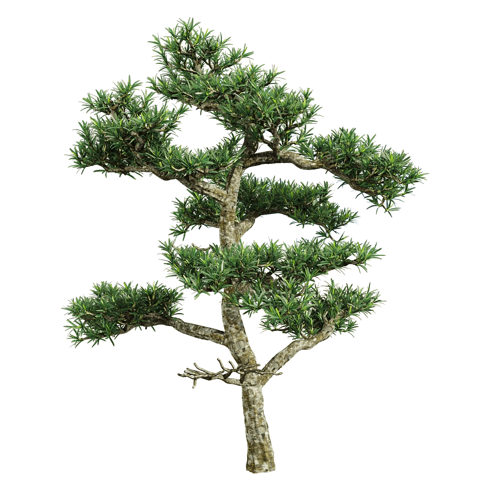 decoration - Podocarpus macrophyllus 3 3D Model