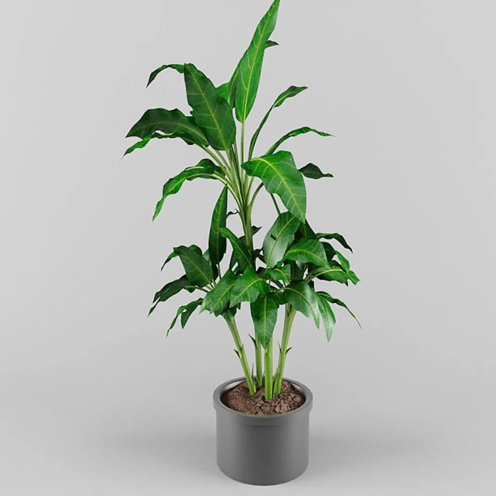 decoration - Potted plants 3D Model