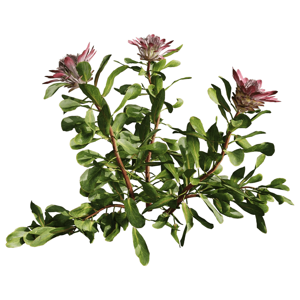 decoration - Protea Cynaroides 01 01 3D Model