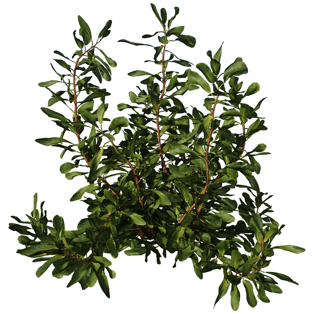 decoration - Protea Cynaroides 01 02 3D Model